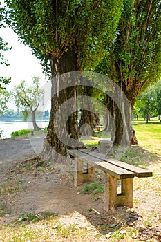 roots of an old tree on the river bank