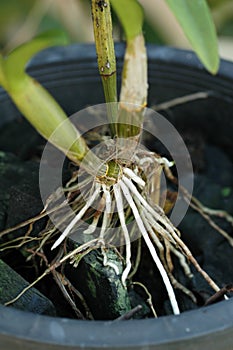 Roots of Orchid Phalaenopsis
