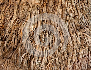 Roots of a palm tree