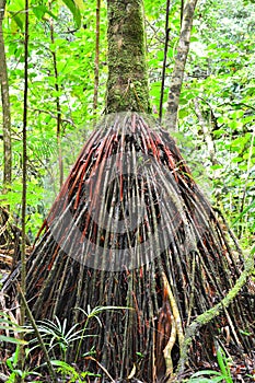 Roots of palm tree Euterpe broadwayi