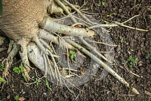 The roots of papaya most deeply rooted.