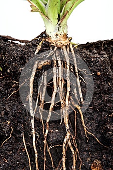 Roots of parsley under soil