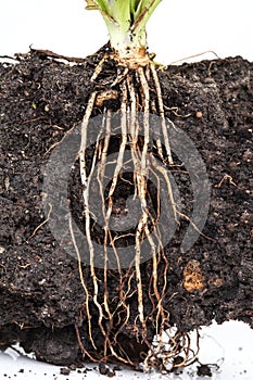 Roots of parsley under the soil