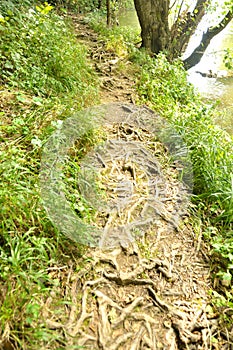 Roots path through a forest in Cheile Nerei Natural Reservation