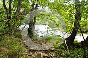 Roots path near Nera river