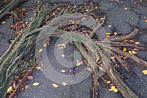 Roots on pavement