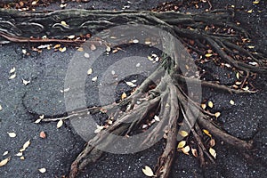 Roots on pavement photo