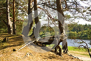 Roots of a pine