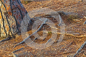 The roots of the pine protrude from the ground next to the trunk. The ground is strewn with dry needles, weathering of photo