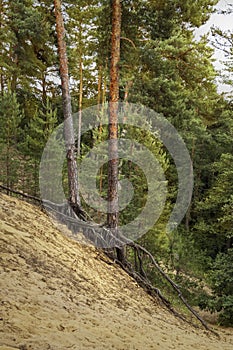 The roots of pine trees sticking out of the sand