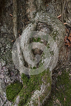 Roots of a plane tree