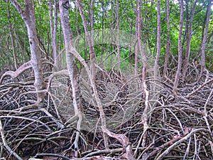Roots of Rhizophora plant at mangrove forest