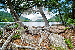 Roots and rocks beside Jordan Pond in Acadia National Park, Maine