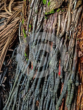 The root of the sago tree