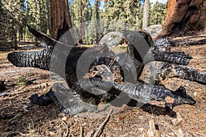 Roots of Sequoias burnt sequoias Sequoia National Park photo