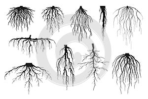 Tree roots silhouettes isolated on white, vector set of taproot and fibrous root systems photo