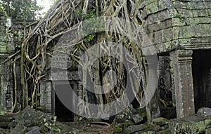 Roots of a silk cotton tree at Ta Prohm