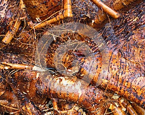 Roots small and big of a natural tree plant. Tree root texture background. Tree roots, branches and twigs