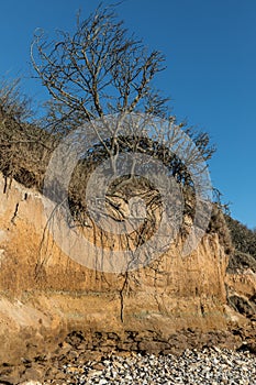 Roots in the small cliffs