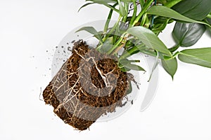 Roots in soil of exotic houseplant before repotting