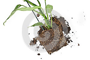 Roots in soil shaped like flower pot of houseplant before repotting on white background