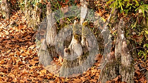 Roots springing from the earth, of a bald cypress in autumn