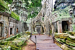 Roots of a spung running along the jungle temples of Ta Prohm. Siem Reap. Cambodia