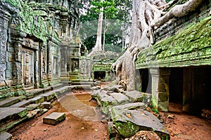 Roots of a spung running along the jungle temples of Ta Prohm. Siem Reap. Cambodia