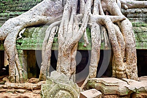 Roots of a spung running along the jungle temples of Ta Prohm. Siem Reap. Cambodia