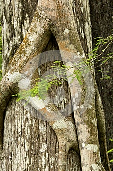 Roots of a strangler fig tightly grip a Florida cypress.