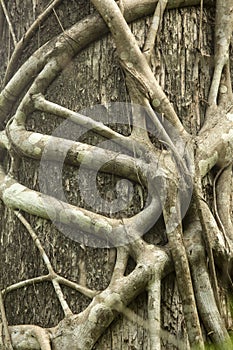 Roots of a strangler fig tightly grip a Florida cypress.