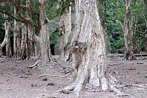 Bia tree roots photo