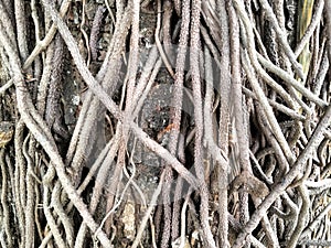 The roots are stuck in