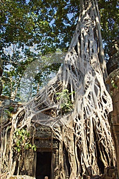 Roots Surround Doorway of Temple In Angkor Wat Temple