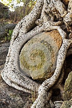 Roots of Sycomore entwined around a boulder