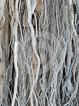 Roots system of a Ficus Religiosa tree