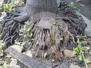 Roots of tree.