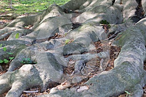 Roots of tree