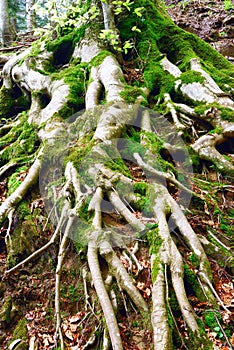 Roots of a tree