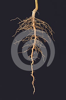 Roots tree