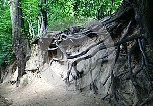 Roots of the tree