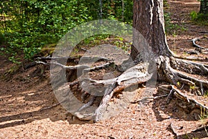 The roots of the tree.