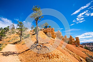 Roots and Tree at Bryce Canyon