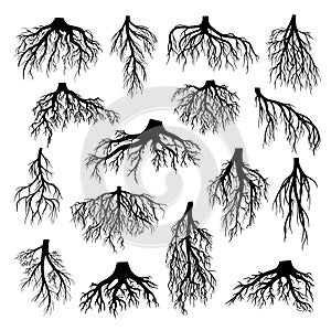 Roots of tree  bushes  shrubs black silhouettes set. Rootstock  rhizoma  creeping underground stem