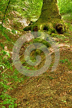 Roots of a tree at Ciucaru Mare forest
