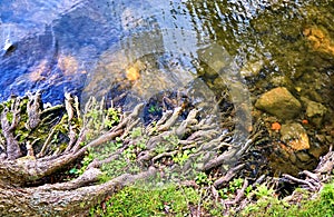 Roots of a tree entwine in the water of a lake