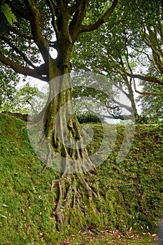 Roots of a tree in the exotic botanical garden Terra Nostra of Sao Miguel in Azores, Portugal