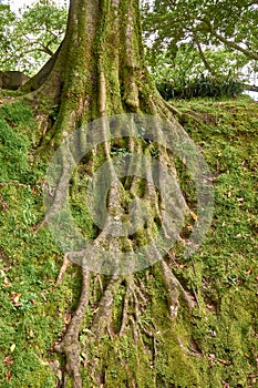 Roots of a tree in the exotic botanical garden Terra Nostra of Sao Miguel in Azores, Portugal