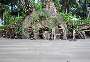 Roots of a tree exposed due to sea erosion along the beach at Pantai Beringgis, Sabah, Malaysia