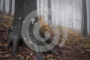 Roots of tree in a forest with fog in autumn